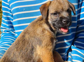 Border terrier puppies SLEM Tested