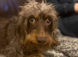 Adult miniature wire haired dachshund girl looking for home