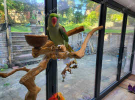 alexandrine parrot  Hen   Female