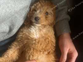 Magi Red cockapoo