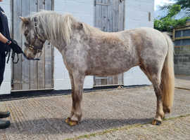 Stunning DHP Mare
