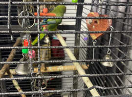 Indian ring neck parakeet
