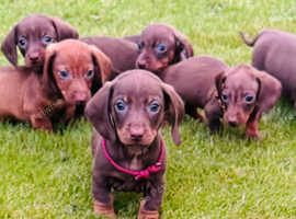 Two little male dachshunds