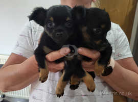cute puppies toy russian MINI