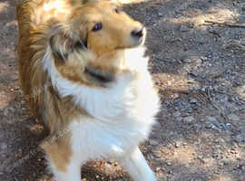Shetland Sheepdog House Pet