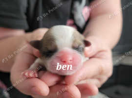 For sale newly born pups