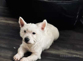 West Highland Terrier - White