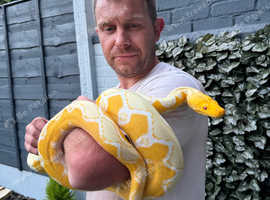 RETICULATED PYTHON