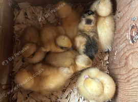 Call duck ducklings