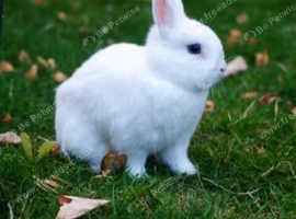 Baby rabbits for sale male and female  pure white cute