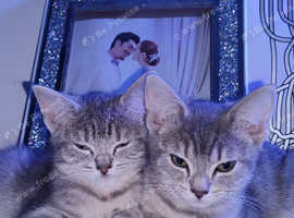 Stunning Ocicat x Siberian Forest Kittens.!