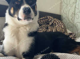 MALE Husky x kelpie