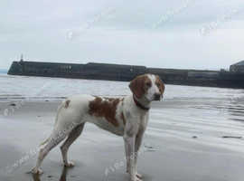 Coon hound