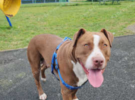 3yr american bully