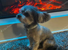 yorkie terrier