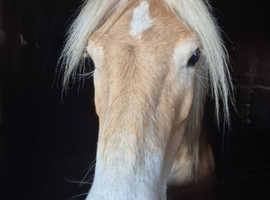 Registered pedigree 3 year old mare