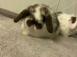 Neutered female best sale rabbits for sale