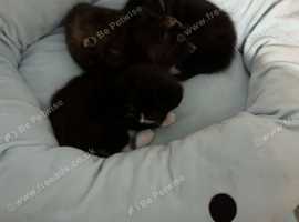 Russian blue cross kittens