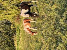 Stunning p/b NF colt