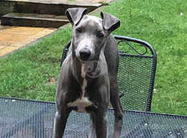 Whippet Dogs And Puppies For Sale And Rehome In Bedfordshire