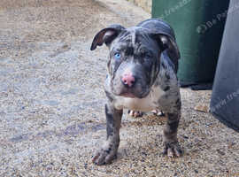 Pocket bully pup