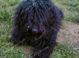 Puli for rehoming
