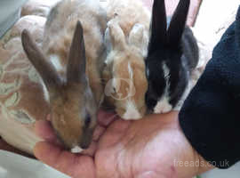 Baby rabbits ready for rehome (Thornliebank)