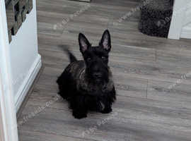 Scottish terrier