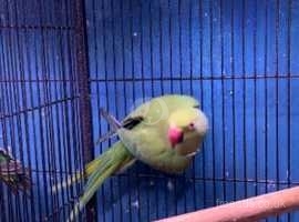 Green ringneck parrot