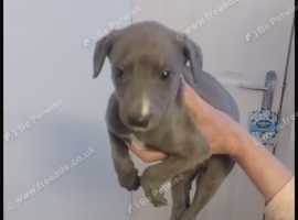 Blue whippets