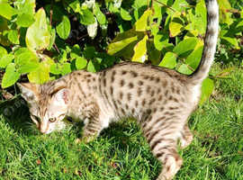Savannah kitten - READY NOW