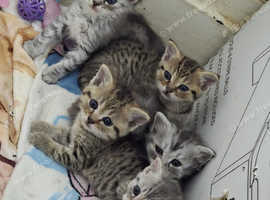 5 Beautiful Persian X kittens