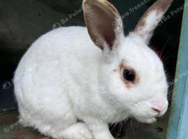 Beautiful 4 Boy Rabbits are Sale