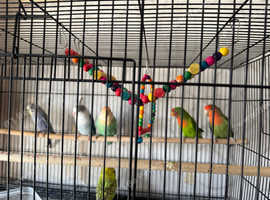 Love birds for sale