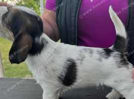 Fantastic Basset Griffon Vendeens