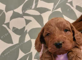 Cockapoo