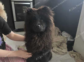 American Akita x Chow Chow puppy
