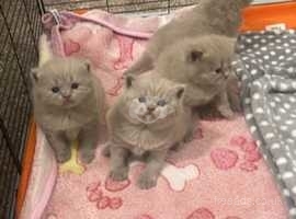 Lilac British shorthaired kittens