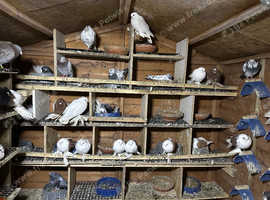 Pigeons