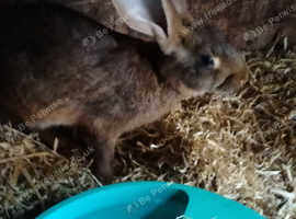 Belgian hare buck and doe