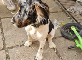 Springer pup