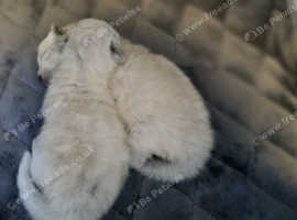 Ragdoll kittens