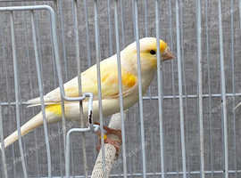 Canaries for sale