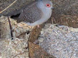 Boy dove