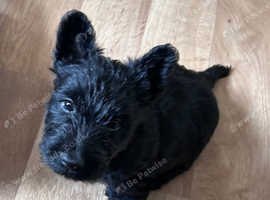 Male scottie for sale .