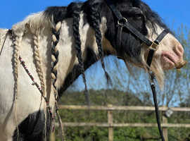 Ride and drive traditional gypsy cob