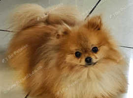 Miniature teddy hotsell bear pomeranian