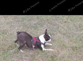 Female boston terrier