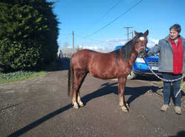 Colts needing new homes asap