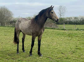 Registered overheight Connemara colt